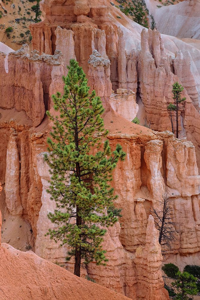 Ponderosa pine and hoodoos Bryce Canyon National Park, Utah.